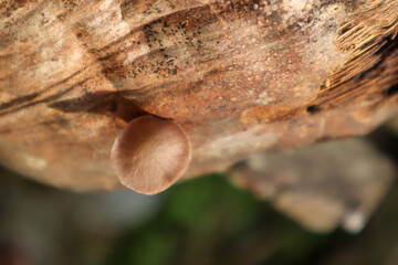 Single brown mushroom growing on old wood surface