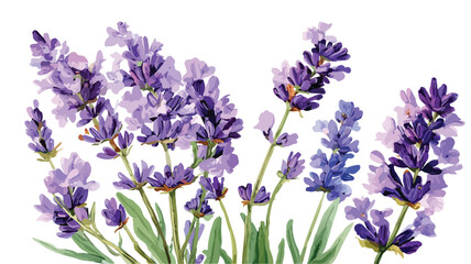 Naklejka premium Elegant Watercolor Lavender Flowers Illustration