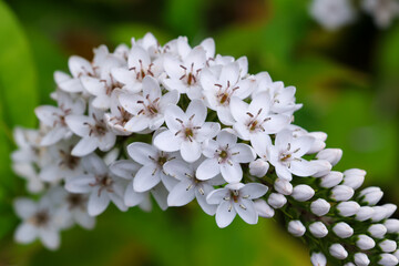Set of macro flower photos in white, pink, scarlet, purple, and blue. Ideal for garden, park, and floral designs, as well as posters. Bright, vibrant, and detailed close-ups.