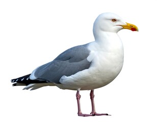 Obraz premium Side view of a seagull