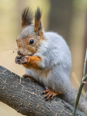 The squirrel with nut sits on tree in the autumn. Eurasian red squirrel, Sciurus vulgaris.