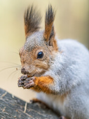 The squirrel with nut sits on tree in the autumn. Eurasian red squirrel, Sciurus vulgaris.