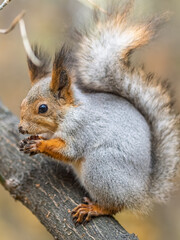 The squirrel with nut sits on tree in the autumn. Eurasian red squirrel, Sciurus vulgaris.