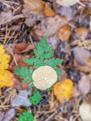 Orange and yellow fallen leaves with dew drops. Autumn leaves with water drops close-up.