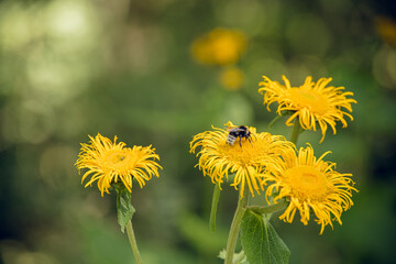 Beautiful yellow wildflowers with detailed petals and a bumblebee flying in natural green background