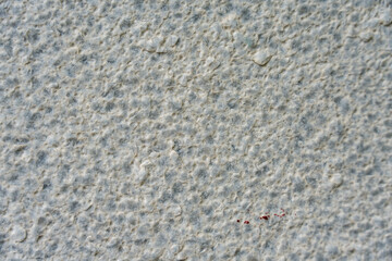 Rough Wall Close-Up. Close-up of a rough grayish wall texture with small red paint marks. Detailed uneven surface pattern.