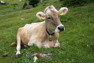 Brown cow resting on green grass in a serene meadow with wildflowers and mountains in the background