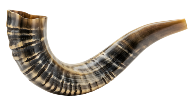 High-resolution image of a polished shofar, a ram's horn, showcasing intricate detail and warm tones; perfect for religious, cultural, or artistic projects.