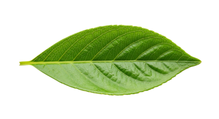 Single green leaf isolated on transparent background, a vibrant and healthy foliage