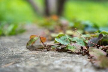 Creeping Vine on Stone Surface. A creeping vine with green and reddish leaves spreads across a stone surface. Soft focus highlights natural beauty.