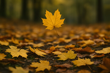 fallen autumn leaves in the forest