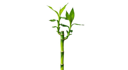 Fototapeta premium Green bamboo plant isolated on transparent background with fresh leaves and stem