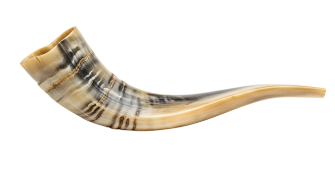 High-resolution image of a Shofar, a ram's horn,  showing intricate detail and warm, natural tones against a neutral background; perfect for Rosh Hashanah, Jewish holidays, and religious themes.