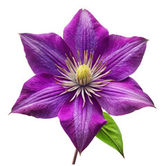 A striking closeup of a vibrant purple clematis flower in bloom