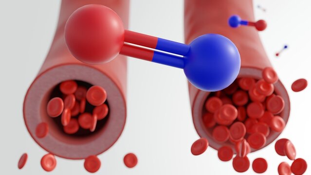 3D rendered visualization illustrates the molecular and cellular dynamics of vasodilation, focusing on the role of nitric oxide in modulating&nbsp;vascular&nbsp;tone.