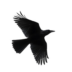Naklejka premium Raven silhouette in flight, white isolated bg