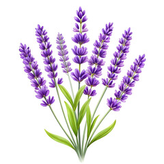 Naklejka premium A beautiful arrangement of vibrant lavender flowers on a dark background