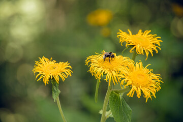 Closeup of vivid yellow flowers with bumblebee approaching, captured in warm summer daylight