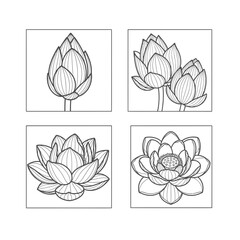 vector set of lotus flowers