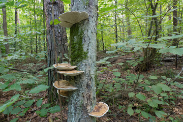 Mushrooms growing on a tree trunk in a forest setting