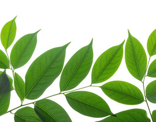 Fototapeta premium Green leaves isolated on white