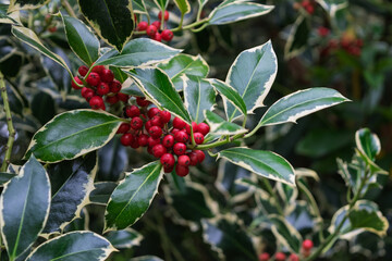 red berries on a bush