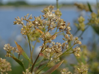 flowers of a tree