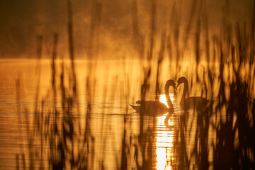 Łabędzie © Patryk Fiutek