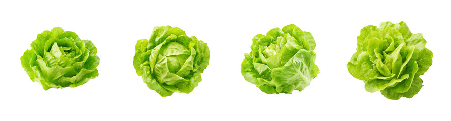 Four vibrant green butterhead lettuce heads isolated on a black background, fresh produce cutout PNG set with transparent background