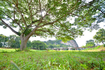 Whispers of Nature: A serene tableau, a sprawling tree reaching skyward, its verdant canopy...