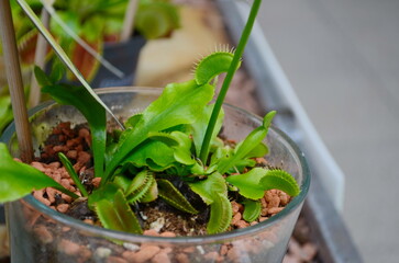 Dionaea Muscipula Venus Flytrap - Predatory plant, Carnivorous Plant