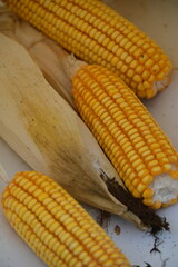 Field Corn