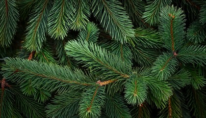 Christmas Fir Tree Brunch Textured Background Fluffy Pine Tree Brunch Close Up Green Spruce