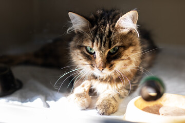 Here is a closeup image of a domestic cat featuring bright green eyes