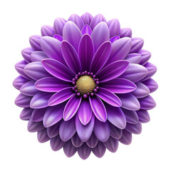 Obraz premium A vibrant purple flower with detailed petals against a black background