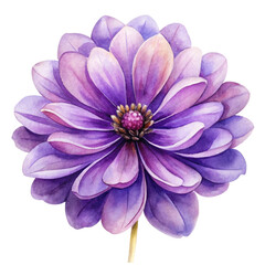 Fototapeta premium A beautiful watercolor painting of a vibrant purple dahlia flower