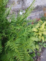 Summer plants. Thuja occidentalis. The beauty of nature