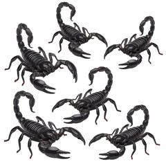 Six Black Scorpions: High-Resolution, Dramatic, Isolated Stock Image, Perfect for Danger, Threat, or Power Concepts.
