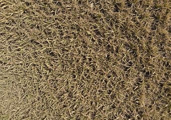 Faded Brown Grass Texture Against a Beige Background