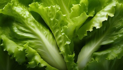 The Texture Of The Leaves Of Salad