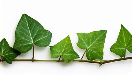 Wild Poison Ivy Climbing Vine Plant Toxicodendron Radicans Growing In The Forest Hazard Environment Thickets Of Toxic Plant Leaves Of Three Leave Them Be Isolated On White Background