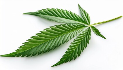 Green Cannabis Leaf On White Background