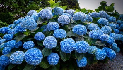 A Beautiful Blue Hydrangea Bush Is Blooming