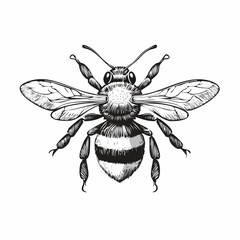 Obraz premium Engrave isolated bumblebee hand drawn graphic illustration