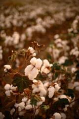 Close-up of fluffy white cotton flowers on a cotton field under warm sunlight. Natural soft texture symbolizing purity, comfort, and organic farming.