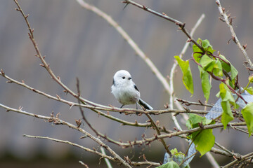 Long-tailed Tit Perched on Gooseberry Bush in Autumn – Close-Up of Small Forest Bird