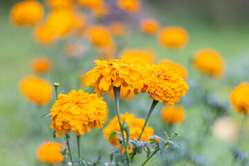 Vibrant Orange Marigold Flowers in Full Bloom – Close-Up of Garden Beauty