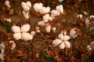 Close-up of fluffy white cotton flowers on a cotton field under warm sunlight. Natural soft texture symbolizing purity, comfort, and organic farming.
