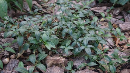 Fresh green leaves of the periwinkle create a beautiful natural pattern against a background of tree bark mulch. A spring or summer scene in a garden, symbolizing growth and harmony with nature.