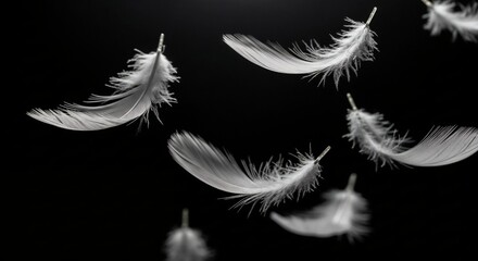 Obraz premium Floating white feathers, symbol of soul and peace.